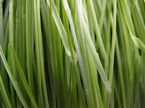 Wheatgrass