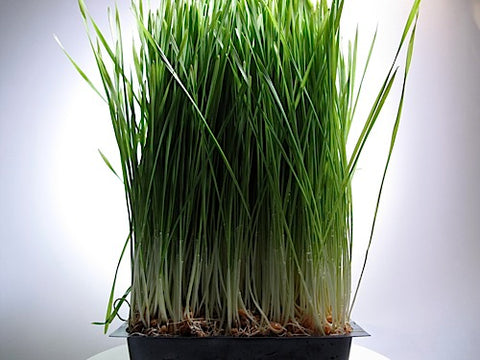 Wheatgrass