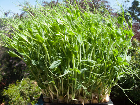 Pea Shoots