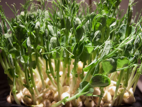 Pea Shoots