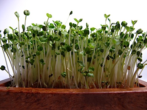 seeds Arugula Sprouts