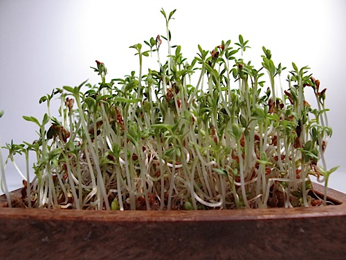 Curled Peppergrass garden cress