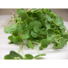 https://sproutpeople.org/media/catalog/product/cache/4eb5a8a11231655176b20e9d54ba03ac/k/a/kale-microgreens-green-harvest-13_1.jpg