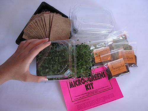 Micro Greens Kit Seed Refill Sproutpeople