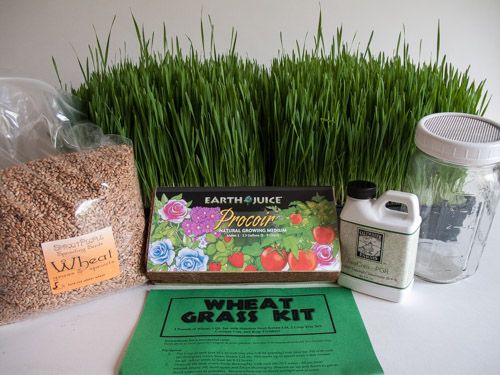 Wheat Grass Kit | Sproutpeople