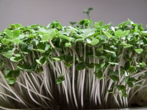 Micro-Greens | Sproutpeople