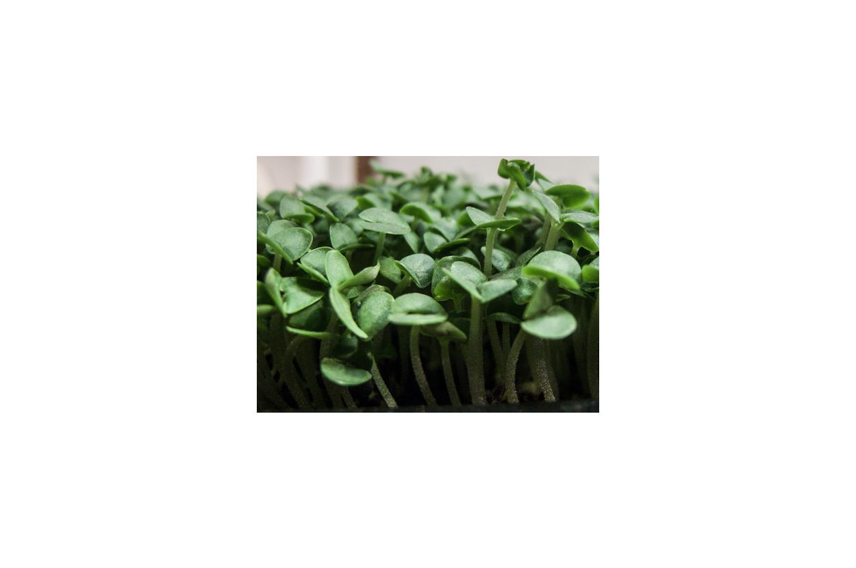 Basil Micro-Greens | Sproutpeople