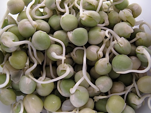 HOW TO SPROUT GREEN PEAS: A step-by-step growing guide