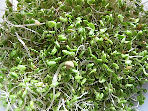 Russian Organic Sprouting Seed Blend 