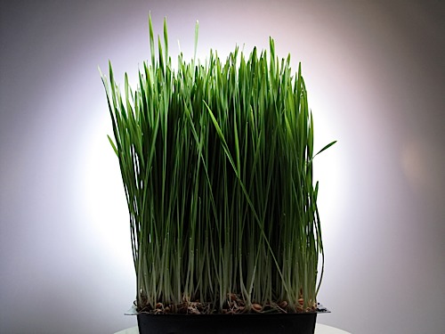 Super Easy Science: How to Grow Wheatgrass on Water Beads - Left