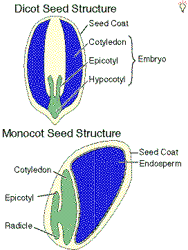 seeds dicot monocot structure