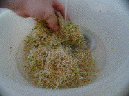 dehull sprouts