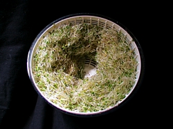 sprouts dehulled