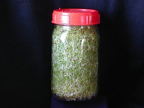 sprouter,sprouting device,mason jar,sprout jar,sprouting jar