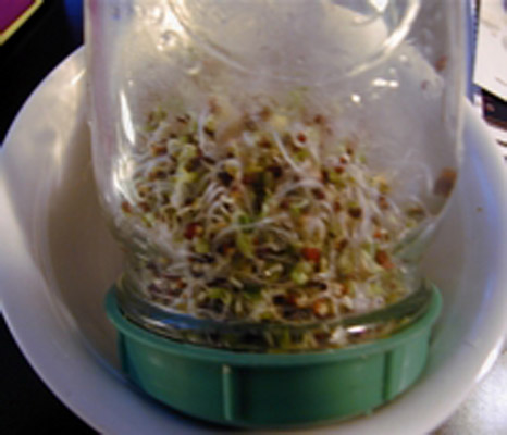 jar sprouting,growing sprouts in a jar